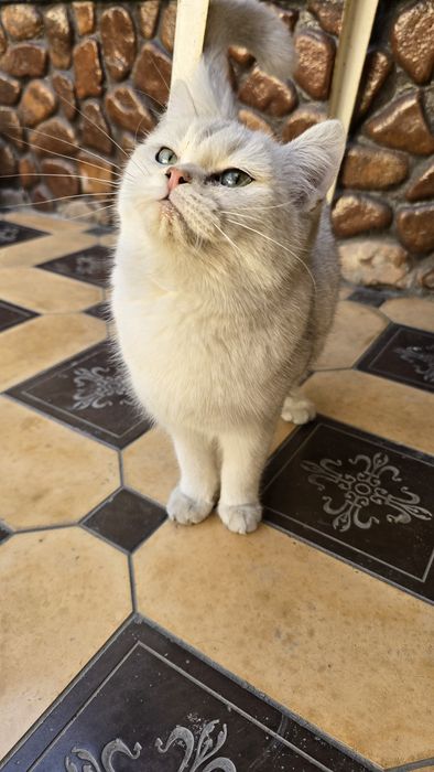 Britan Seribristiy Shenshila toza qon qiz va ug'il