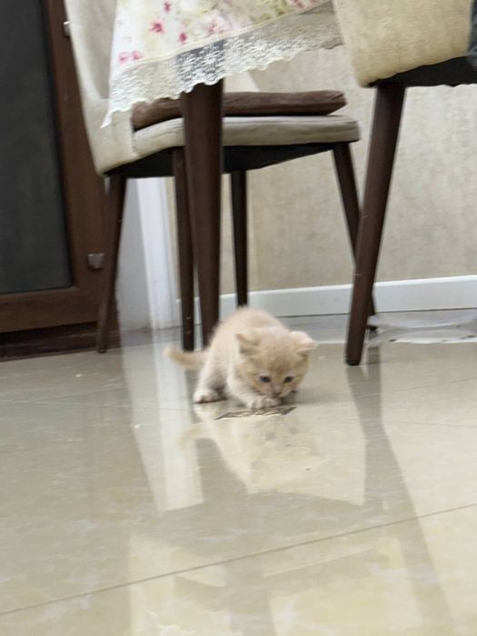 Продаются котята порода скотишш страйт