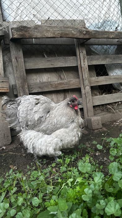 Орпингтон лаванда 1+1