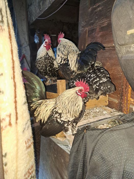 Vând 6 iopani de casă