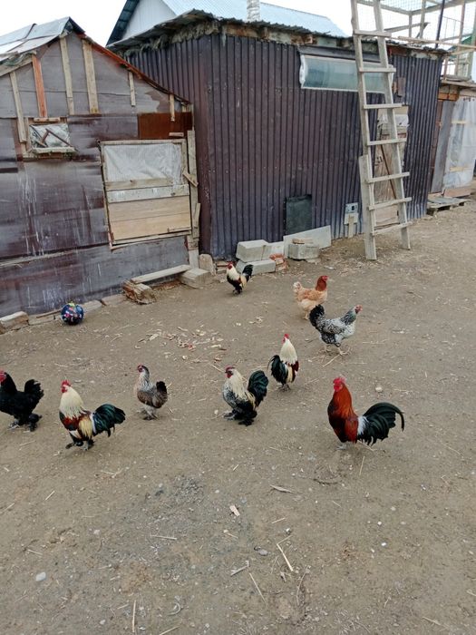 Продам карликовыйе петушки