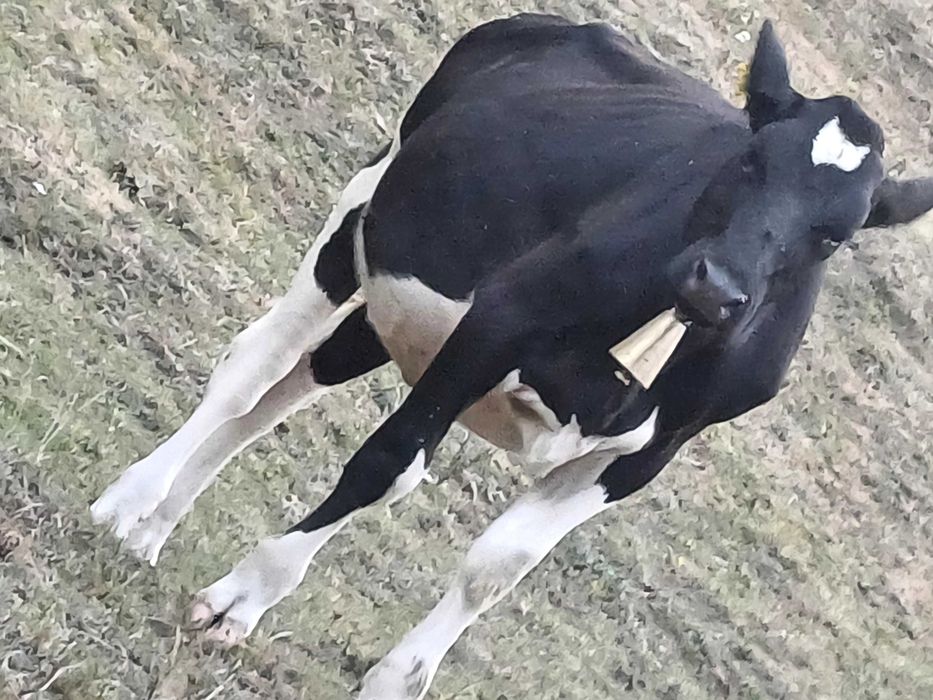 Vand juninci si o iapă