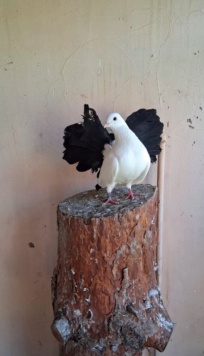 Porumbei ornament
