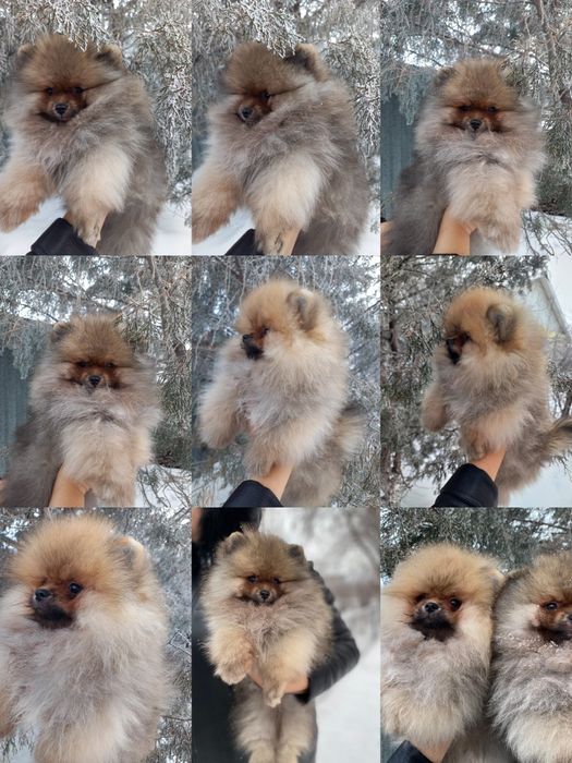 Осталось 2 шикарных мишак