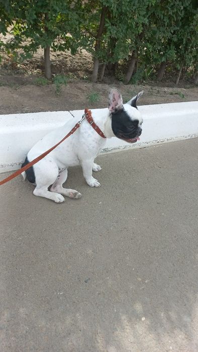 Щенки французского бульдога