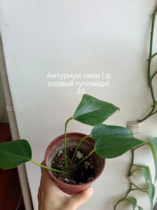 Xona gullari arzon sotiladi. Соглом гуллар