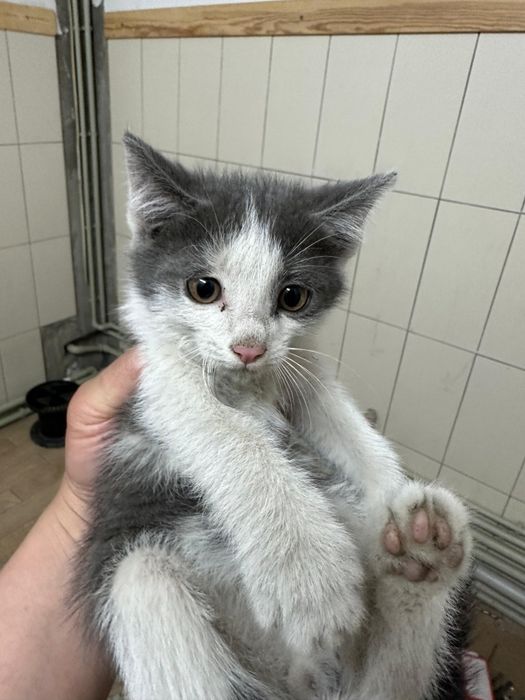 Бесплатно.  Отдам котят