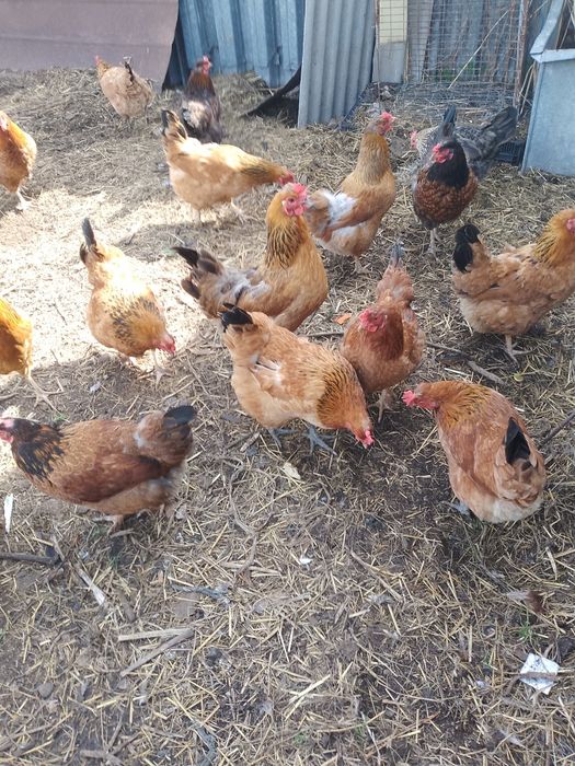 Продам домашних кур