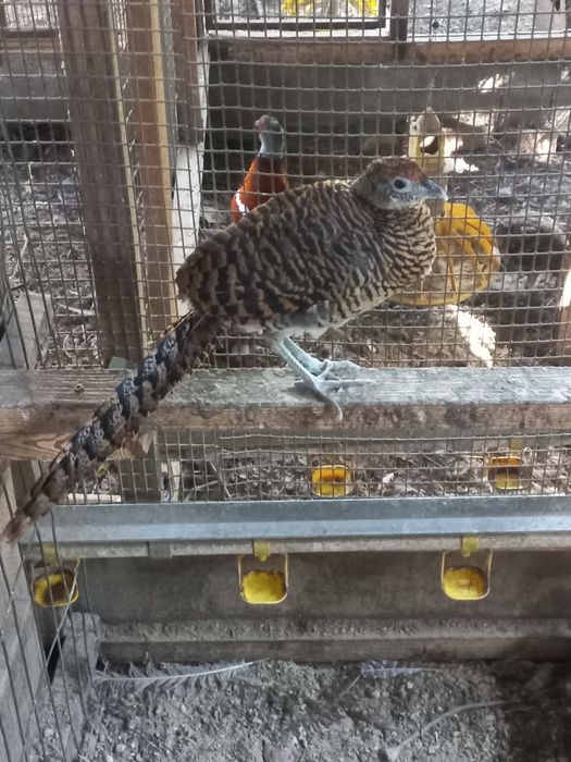 Фазан алмазный...