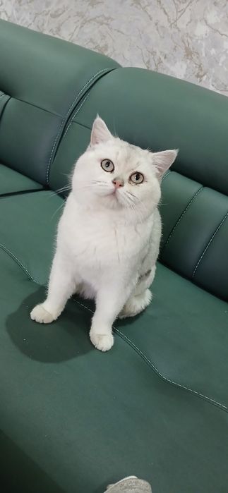 Серебристая шиншилла