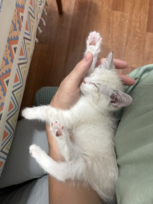Маленький котенок