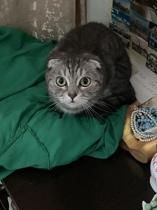 кошка вислоухая шотландская