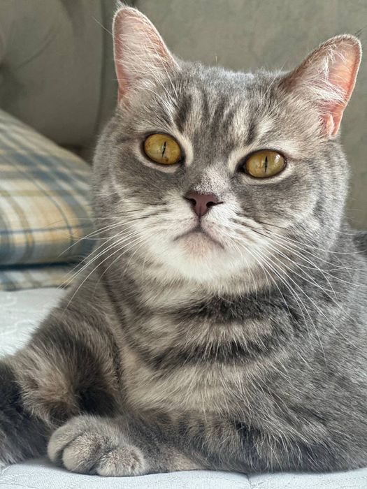 Продается породиста кошка, породы: скотиш страйт