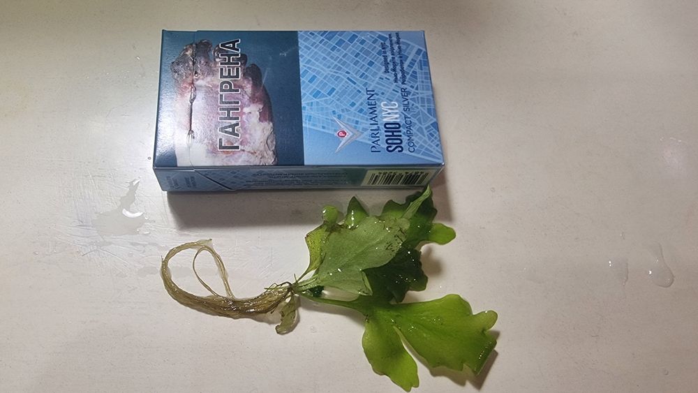 Аквариумные растение