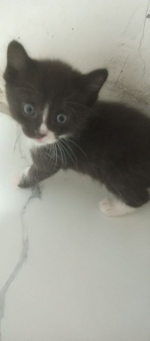 Бепул бераман мушукчаларни