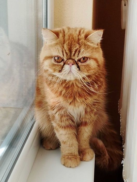 Женски екзотични котки на 2 години и на 5 месеца.