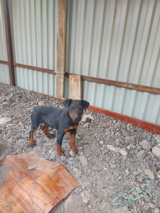 Ягдтерьер родословные щенки