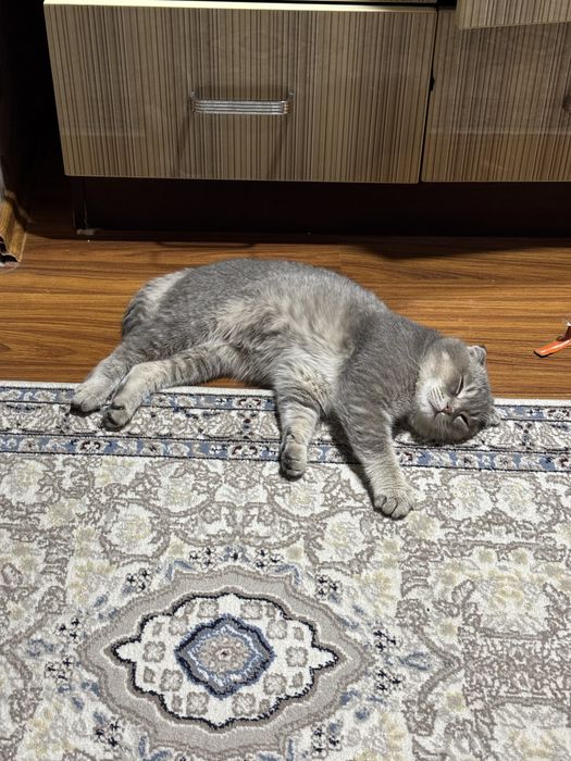 скоттиш фолд окраса шиншилла