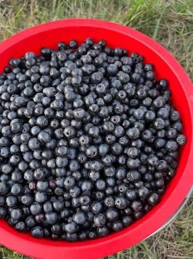 Afine proaspete de pădure