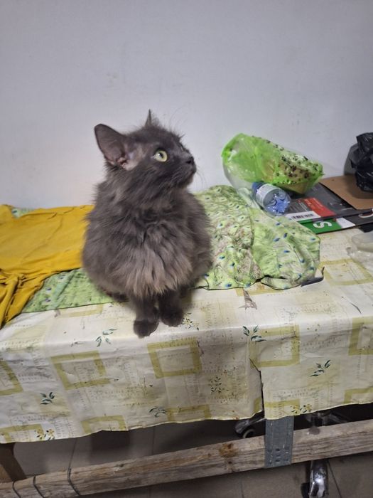 Отдам любвеобильную кошечку