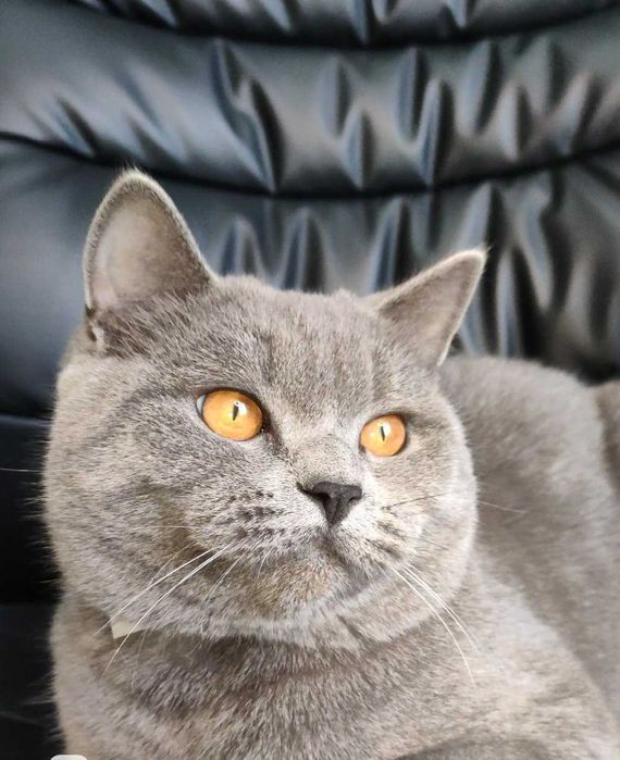 Красавец кот скотиш страйт на вязку