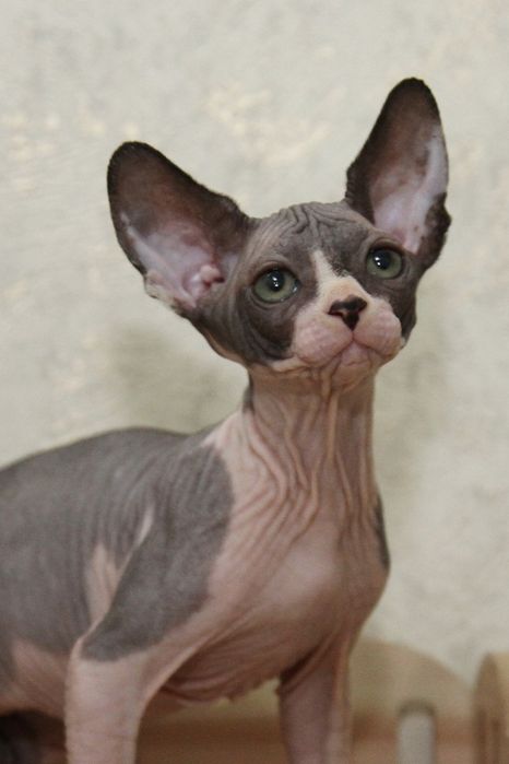 Малыши - Сфинксы