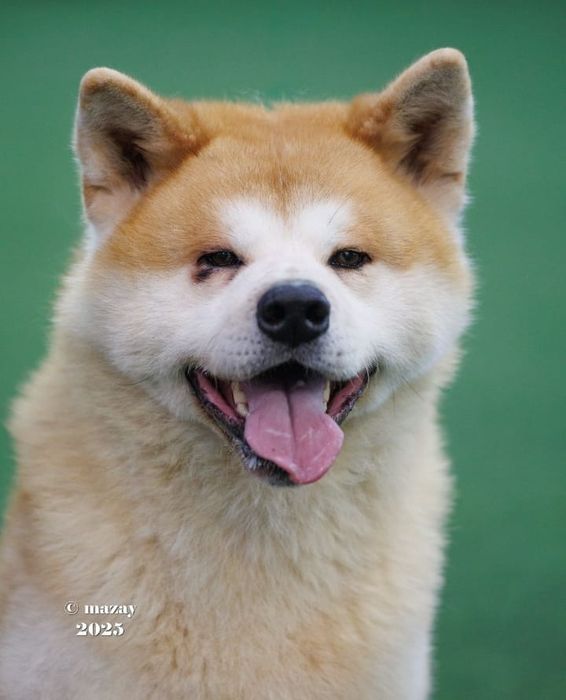 Акита ину мальчик