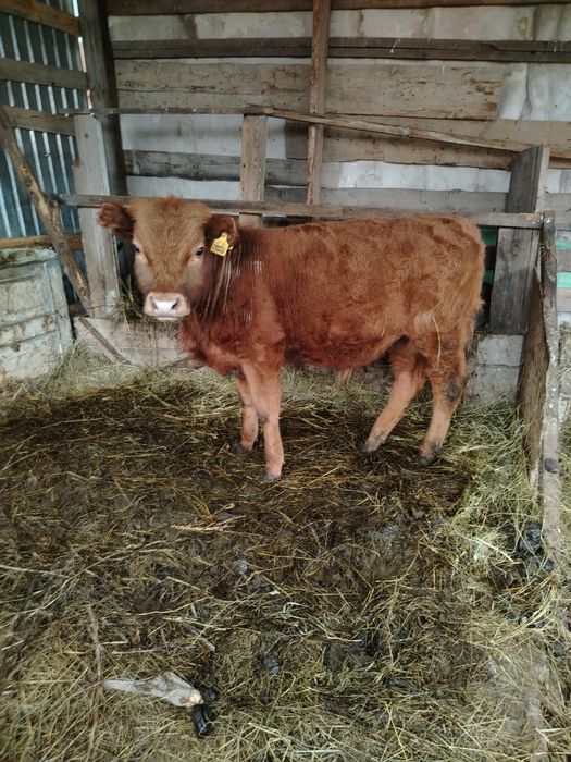 Бычок годовалый продается