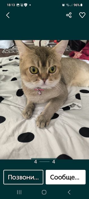 Шиншила боласи сотилади арзон нархда.