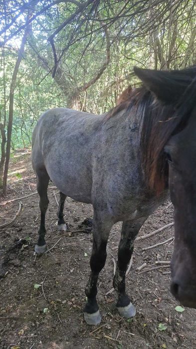 Vând mânz de 1 an si 7 luni