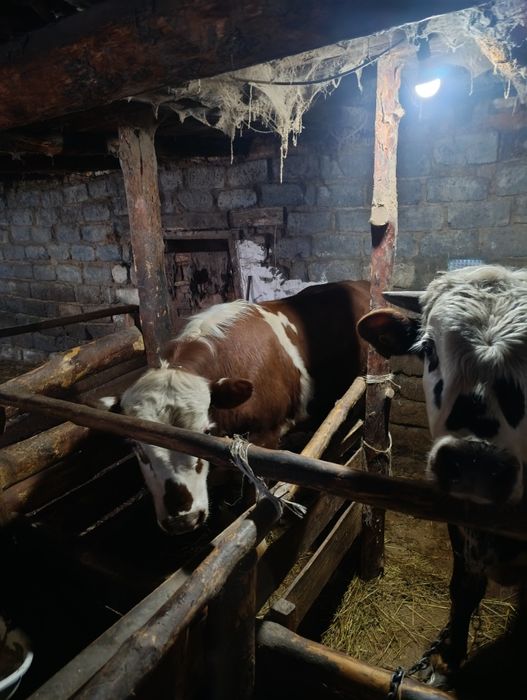 Продам годовалый бычков