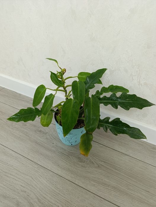 Продаются Филодендроны