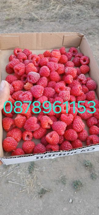 Разсад Ягоди И малини