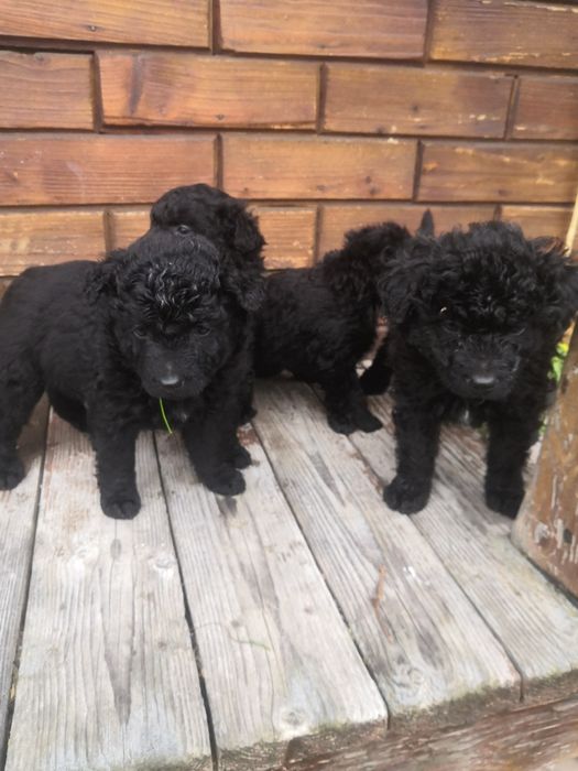 Căței de întors rasa MUDI