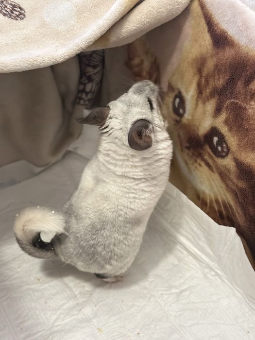 Рисунок вашего питомца