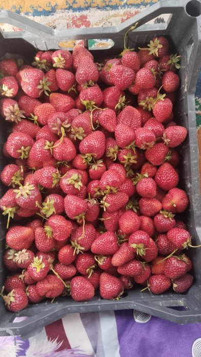 Расада клубники малины ежемалины