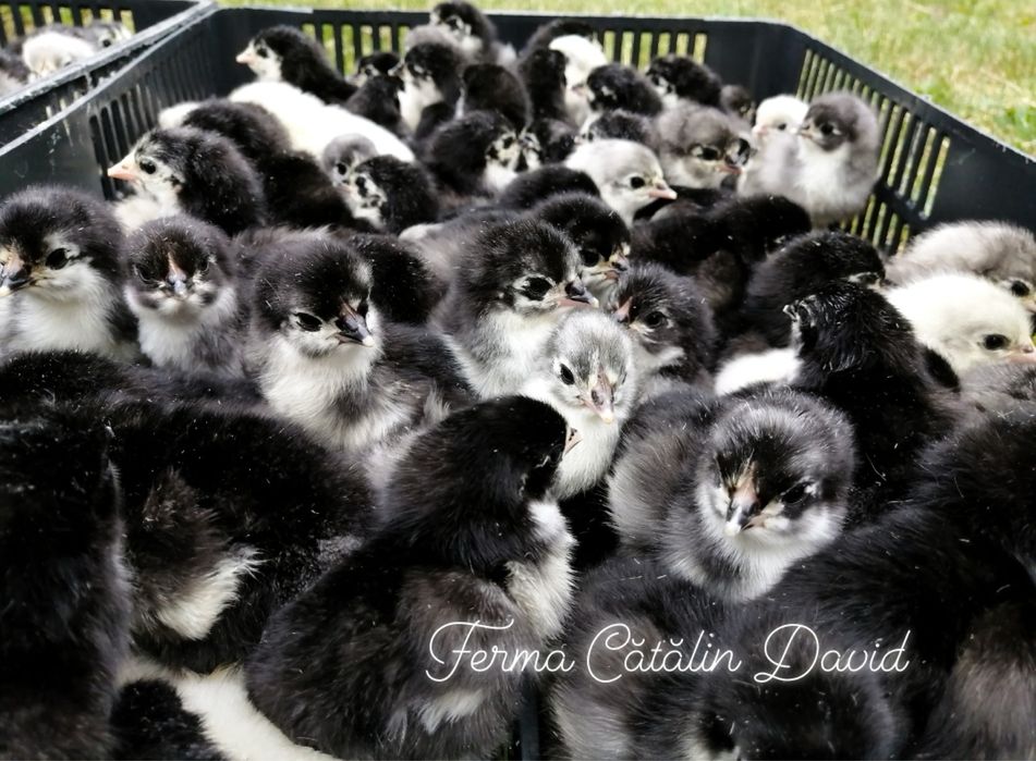Pui Australorp Negru Albastru Splash