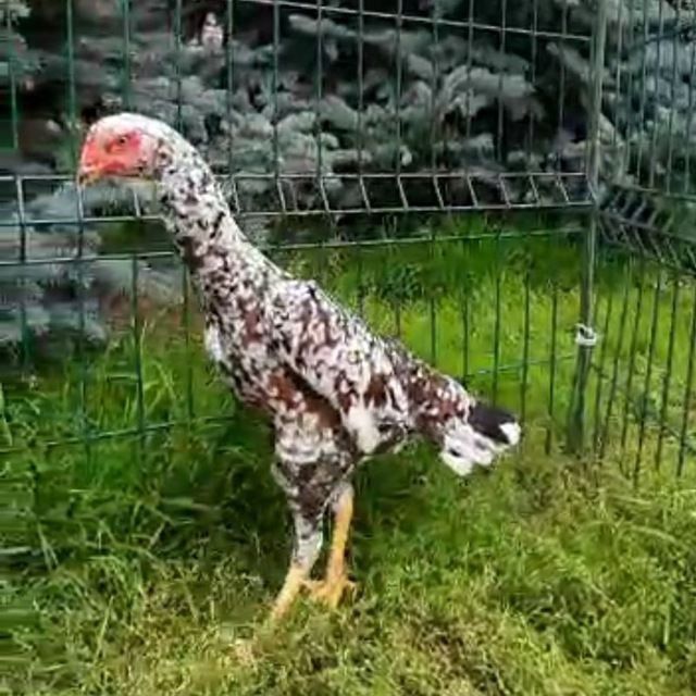 Pivonoy Nimitiski O shamo tuxum va joʻjalariga zakaz olamiz