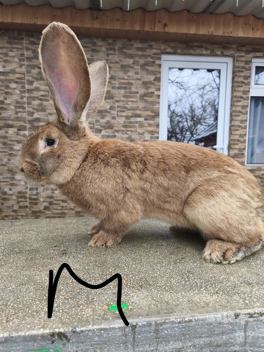 Iepuri uriaș german