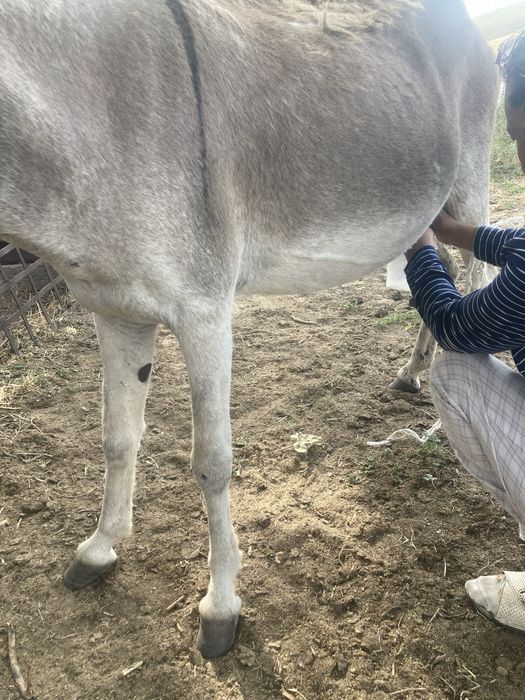 Porn Matador 5 онлайн көру