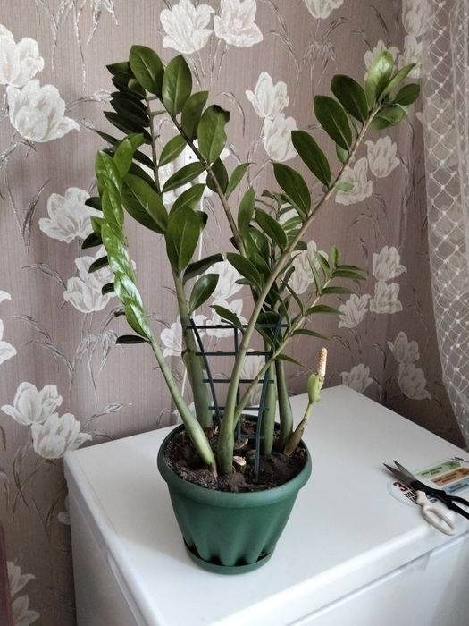 Продам замиокулькасы( долларовое дерево)