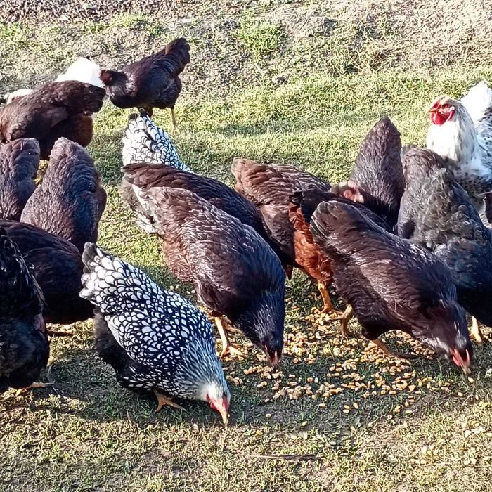 Puice rhode island, cocoși Wyandotte