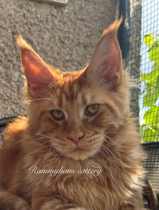 Felisa autorizata WCF, vinde pisoi cu pedigree, rasa Maine coon
