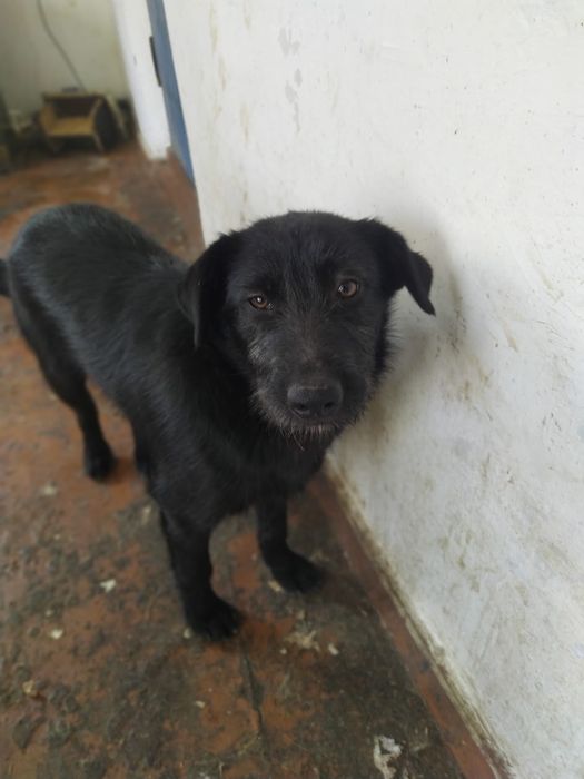 Отдам собак в добрые руки