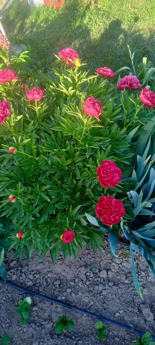 Продам срезку пионов