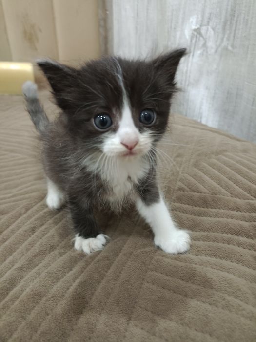 Отдам котят бесплатно