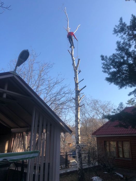 Обрезка деревьев