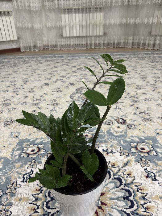 Продаю цветы 5штук