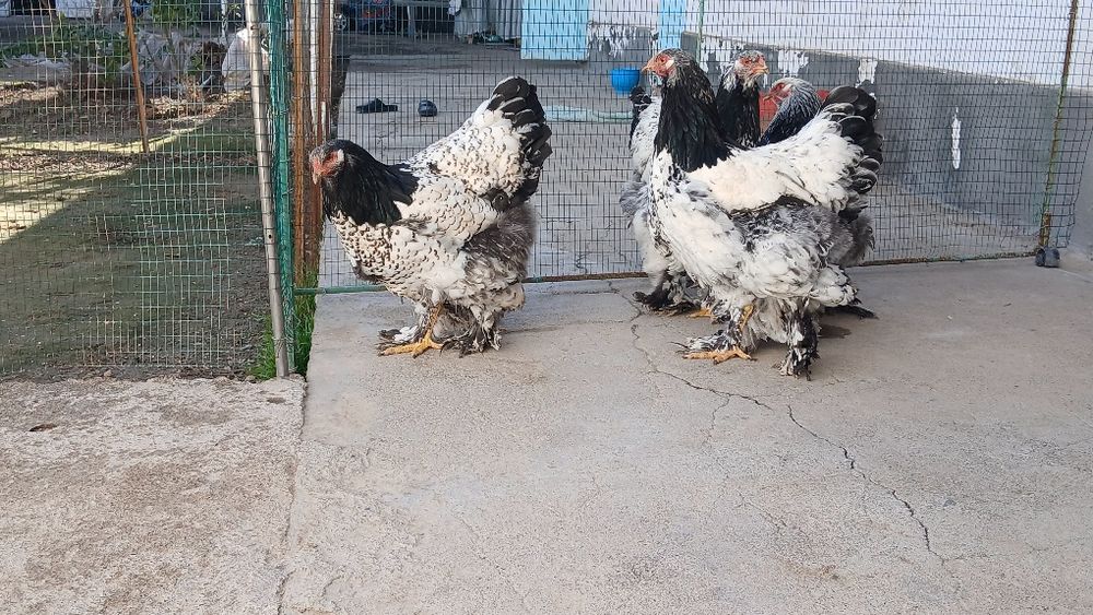 Brama tochkaliklar sptuvda