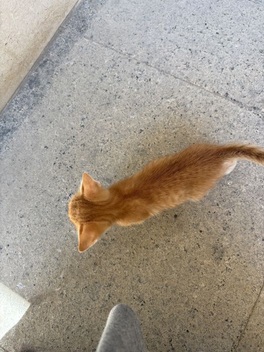 Отдам котенка в добрые руки